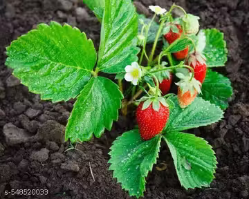 Strawberry Plant