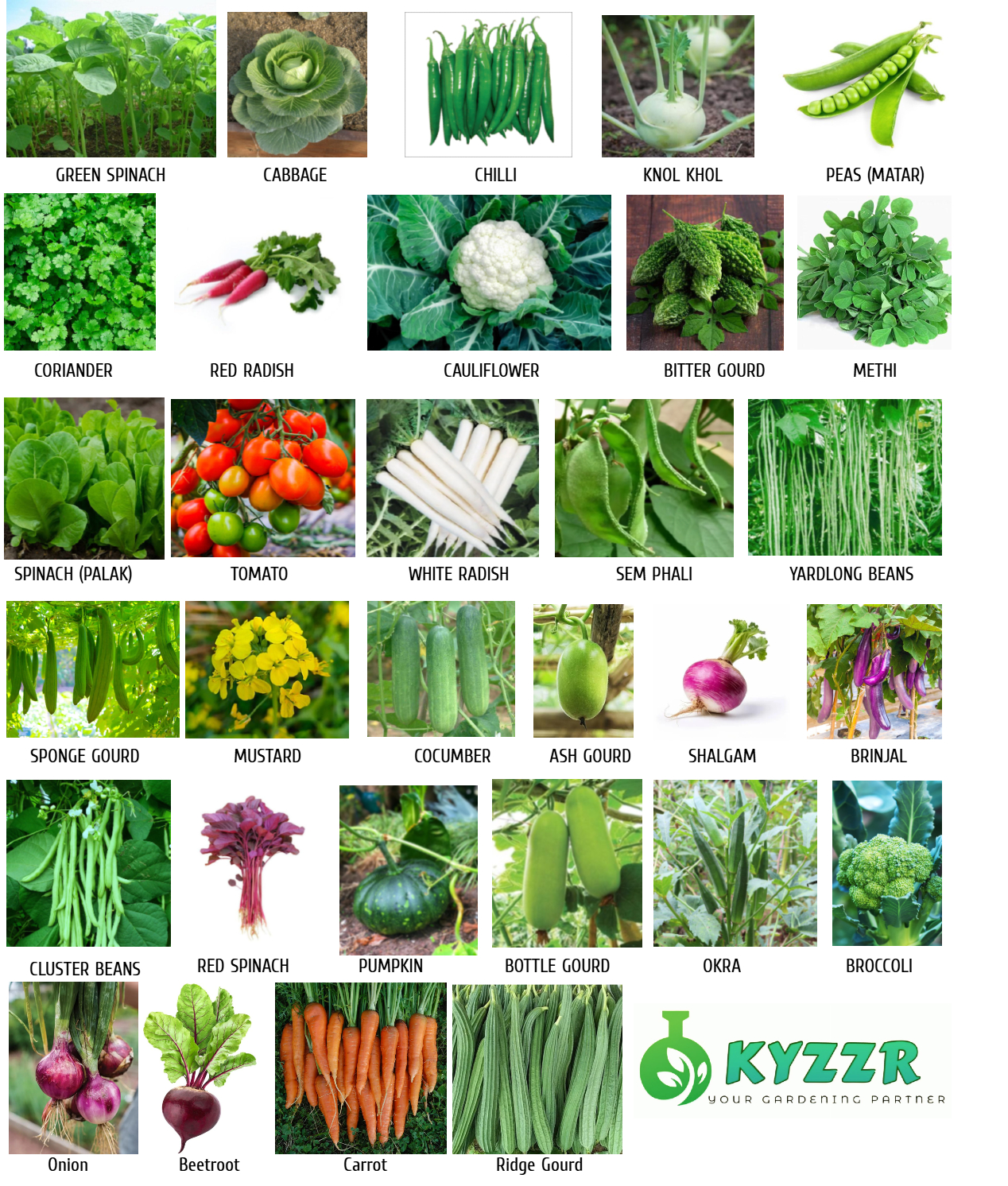 31+ Premium F1 Hybrid Vegetable Seeds